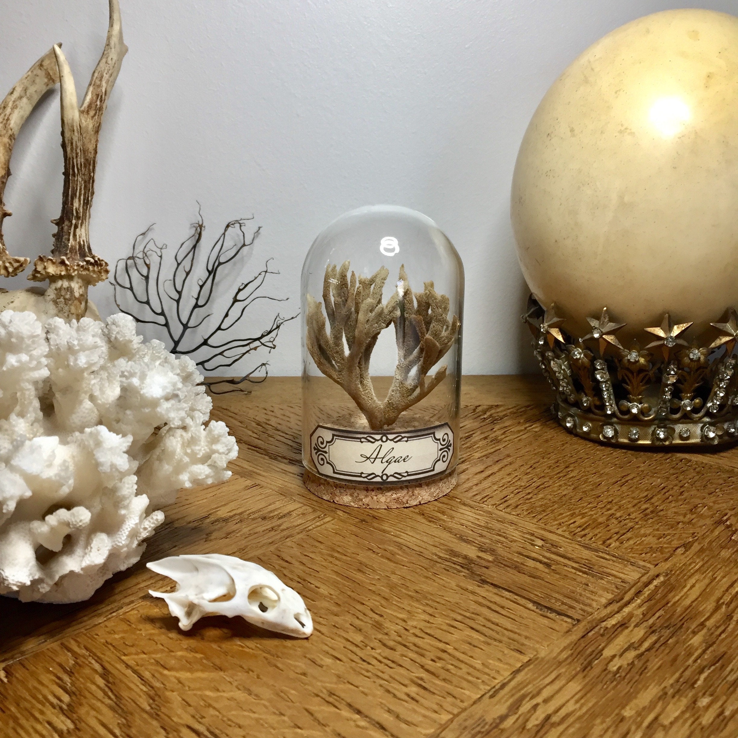 Globe, Curiosité, Algues, Monde Marin