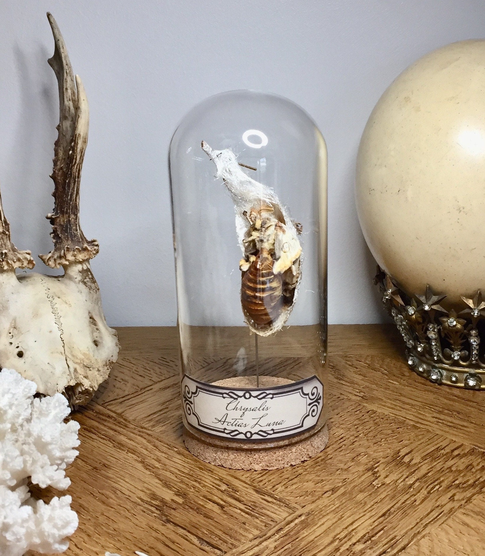 Globe, Curiosité, Papillon