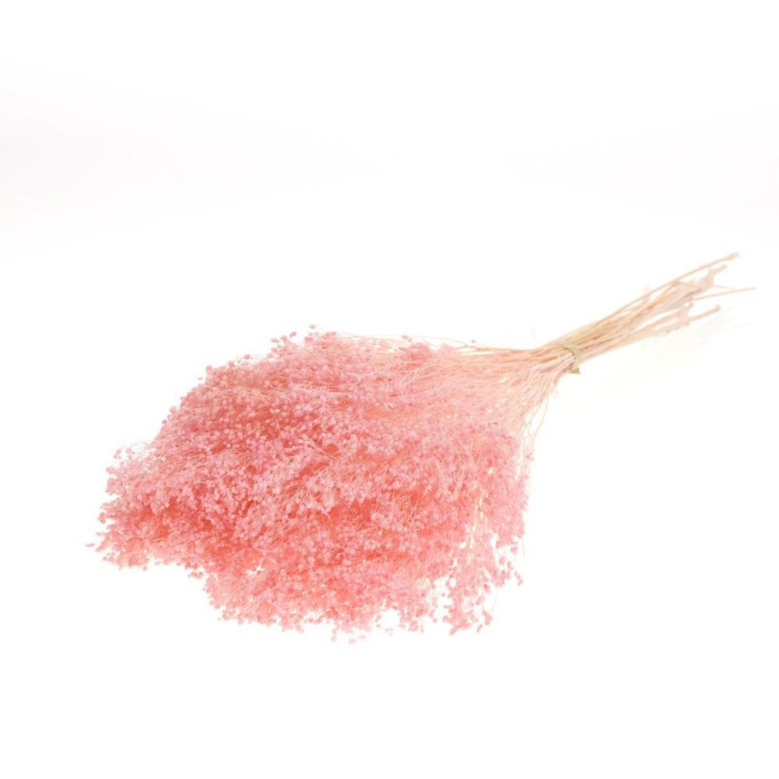 Dried Flowers Broom Bloom Preserved Bleached Pink Etsy UK