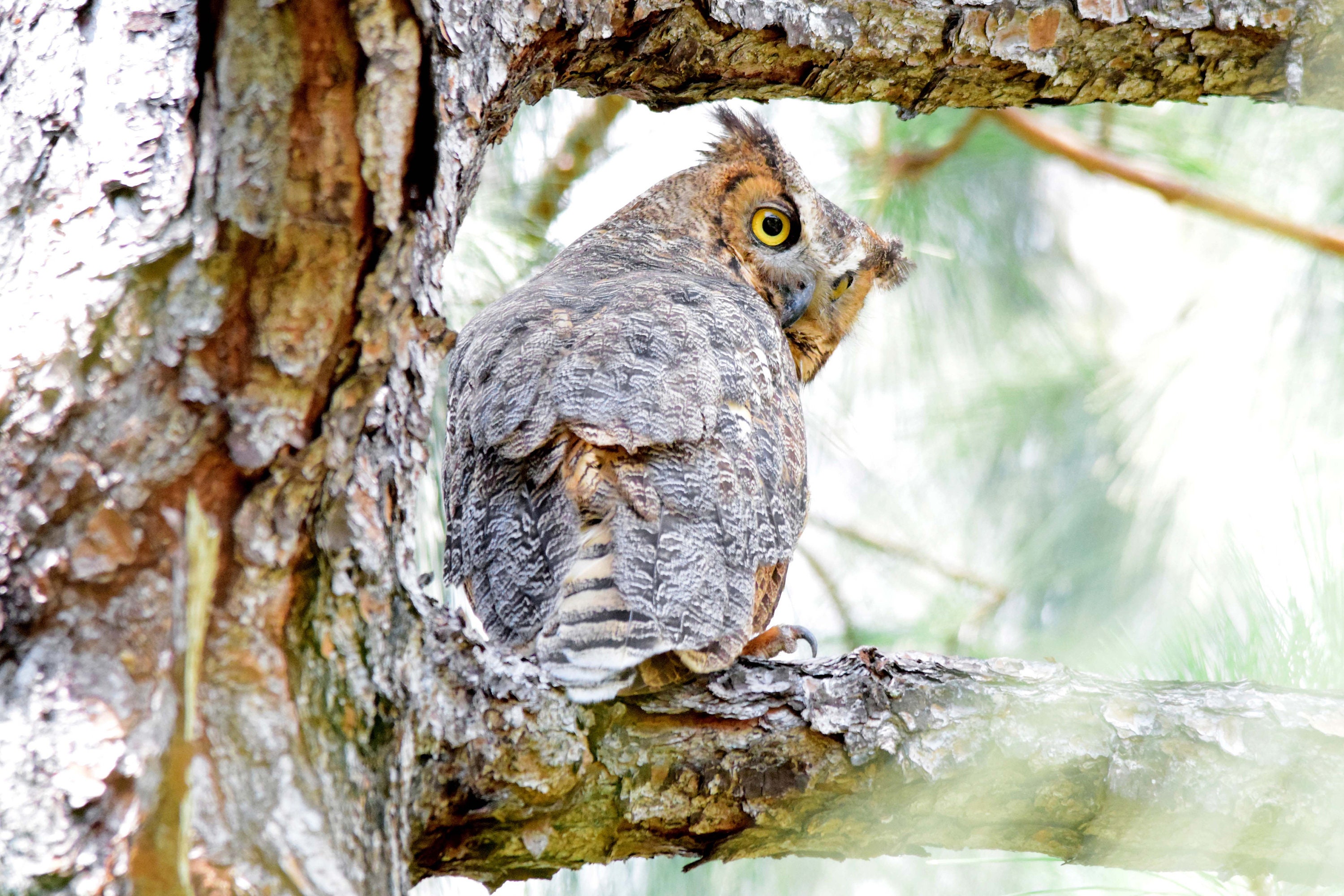 Great Horned Owl, Photograph, Print, Wildlife, Nature, Bird Art, Raptor Print, Pine Tree Branch, Pho