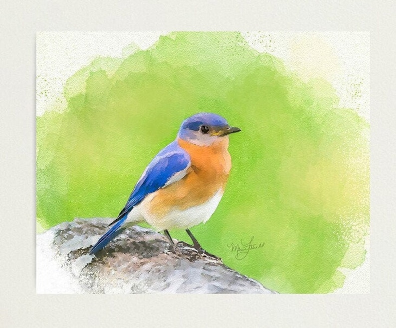 Original Watercolor Painting, Eastern Bluebird, Art Print, Bird