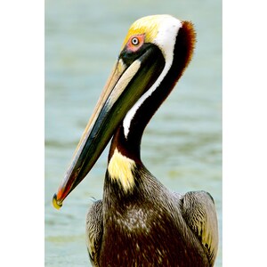Brown Pelican Mating Plumage Art Print Original Photograph Etsy