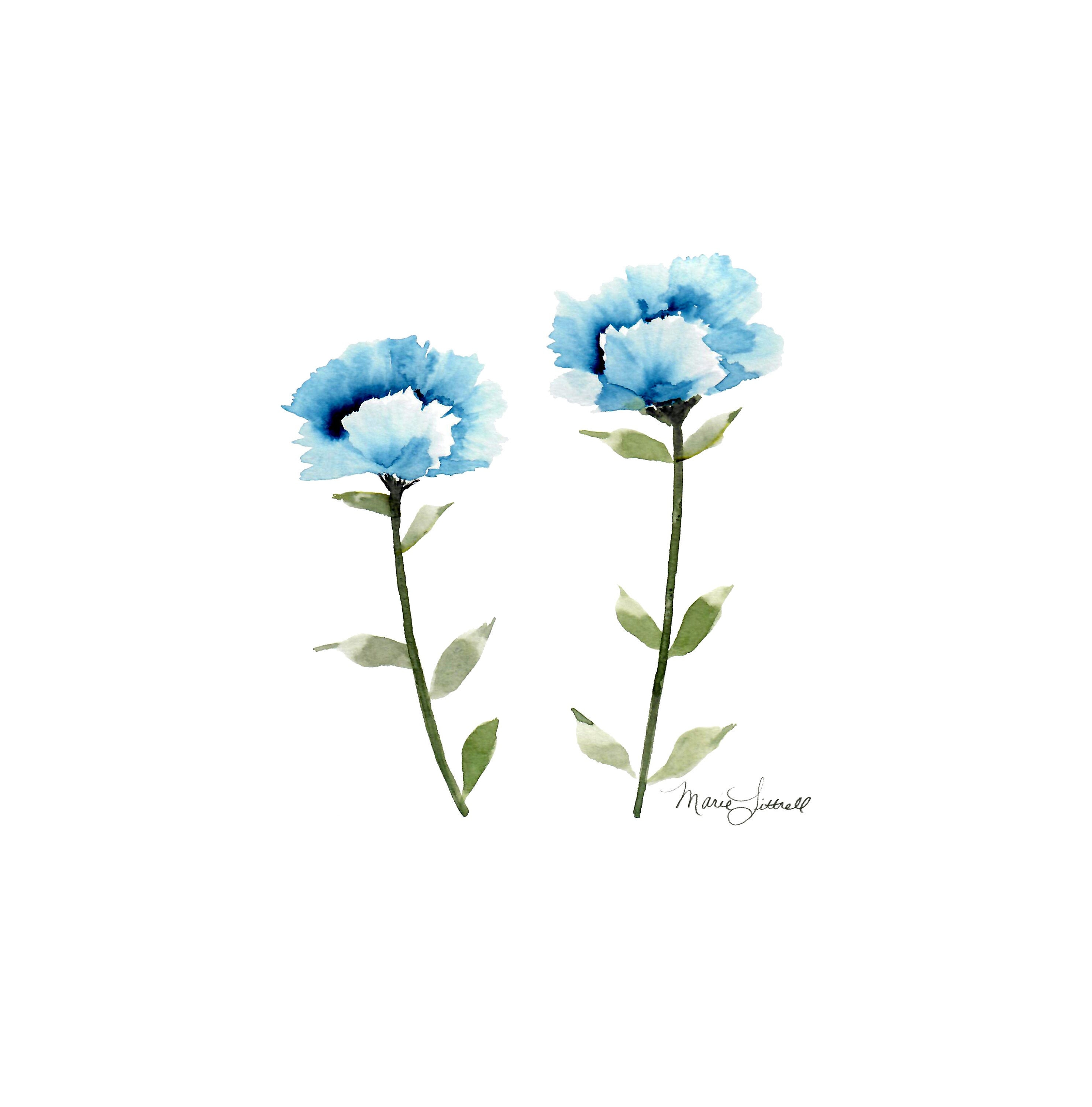 Blue carnations 2024