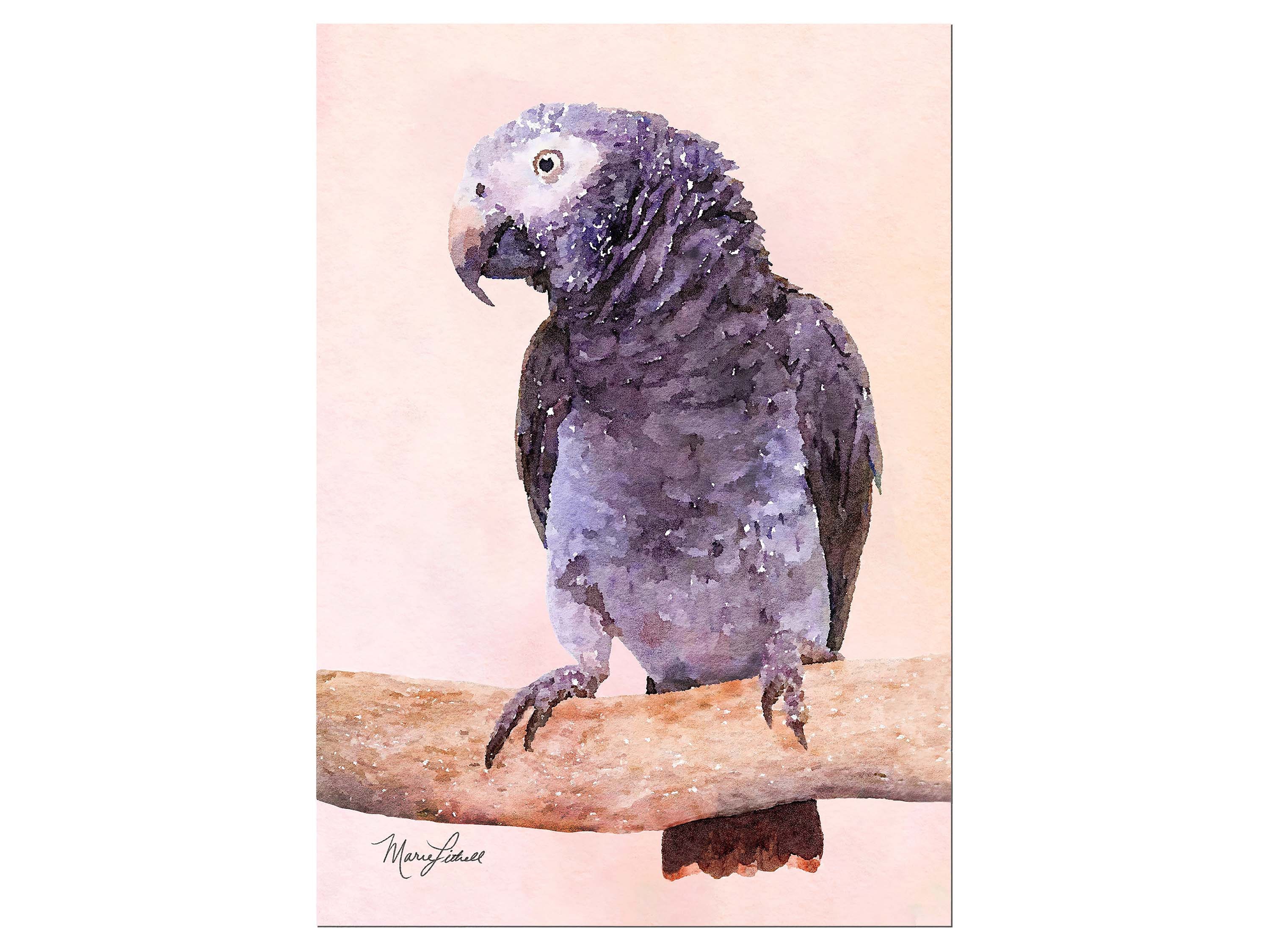 Timneh African Grey Parrot Watercolor Painting, Giclée Art Print  