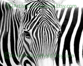 Zebra Photograph - Black and White - Animal Art - Safari Wall Decor - African Decor - Wall Art - Photography Art Print - Artwork