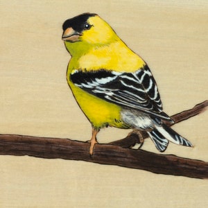 May include: A vibrant illustration of a yellow and black American Goldfinch perched on a brown branch. The bird has a black cap and wings with white accents. The background is a light tan color.