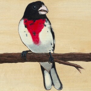 May include: A detailed painting of a Rose-breasted Grosbeak perched on a brown branch. The bird features a black head, white and black wings, and a striking red chest. The background is a light beige.