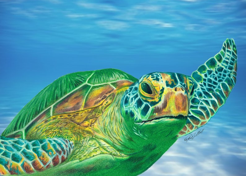 Dessin de crayon coloré de tortue de mer verte fond bleu | Etsy