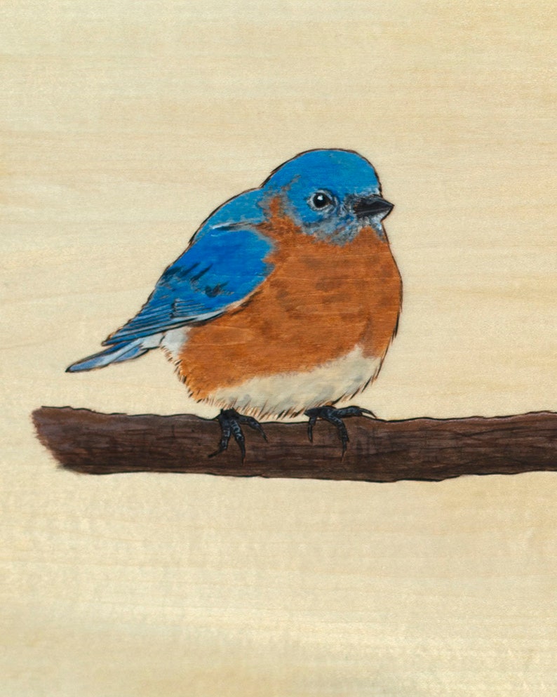 May include: A detailed illustration of a bluebird perched on a brown branch. The bird has a blue head and wings, a rust-colored chest, and a white belly. The background is a light beige color.