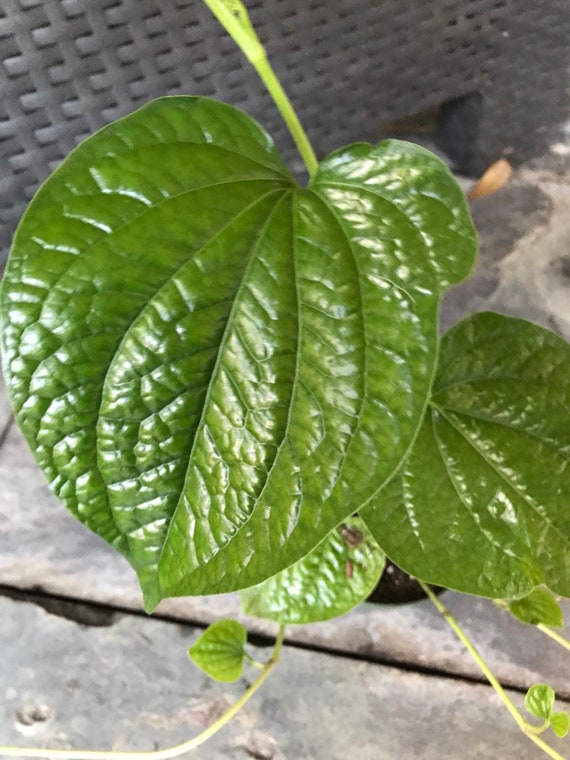 maycintadamayantixibb Betel Leaf Plant For Sale In Perth