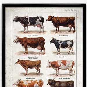 A1Funny Cow Poster Art Print 60 x 90cm 180gsm Cows Farm Animal Fun Gift #8273