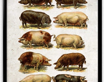 Pigs and Hogs Breeds Vintage Print 1 - Instant Download - Pig Poster - Pig Art - Pig Picture - Pig Illustration - Kitchen Art Decor (PD1045)