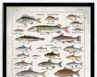 Vintage Fishing Guide Illustrated Poster FISH PRINT