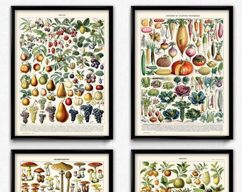 Kitchen Vintage Prints Set of 4 (1) - Instant Download - Fruit Vegetable Mushroom Poster - Fruit Vegetable Art - Larousse (PD1033)