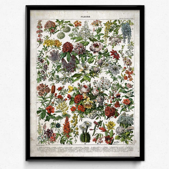 original linocut poster artengravingwall decorationdecohomegift idea COQUELICOT AND Proven\u00e7al FLEURS