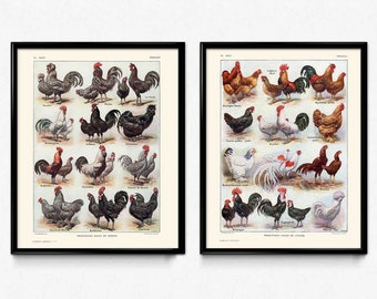 Chickens, Hens, and Roosters Breeds Vintage Print Set of 2 - Instant Download - Rooster Poster - Chicken Art - Home Art - Larousse (PD1022)