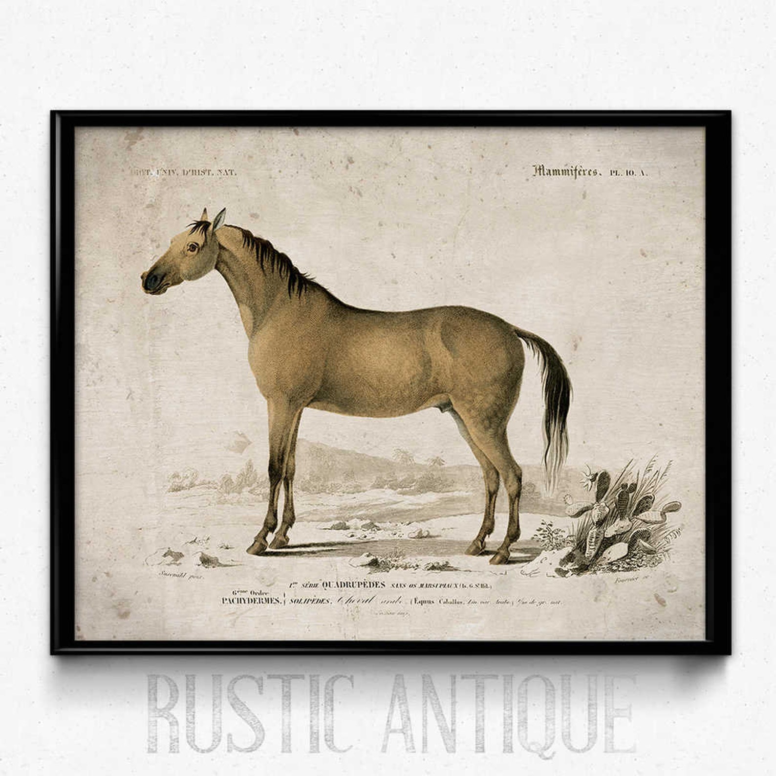 Horses Vintage Print 8 Instant Download Vintage Print - Etsy