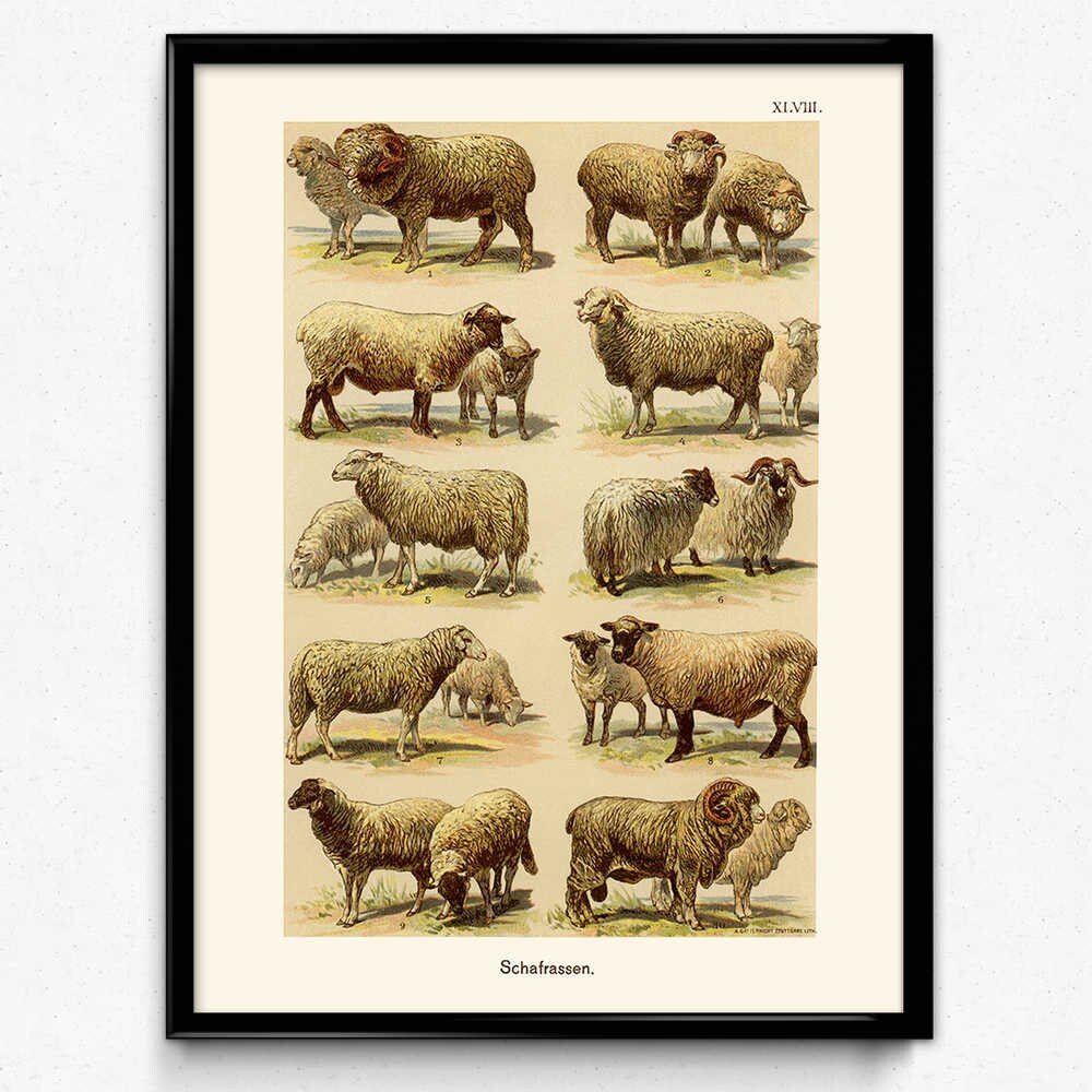 Sheep Breeds Vintage Print 1 Instant Download Sheep Poster Etsy Sweden