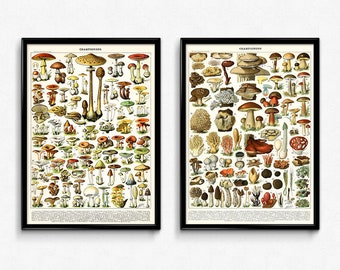 1933 Antique Mushroom identification Chart Print Fungus Wall art home decor vintage Fungi print
