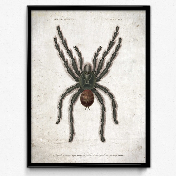VINTAGE TARANTULA SPIDER MOVIE POSTER A2 PRINT