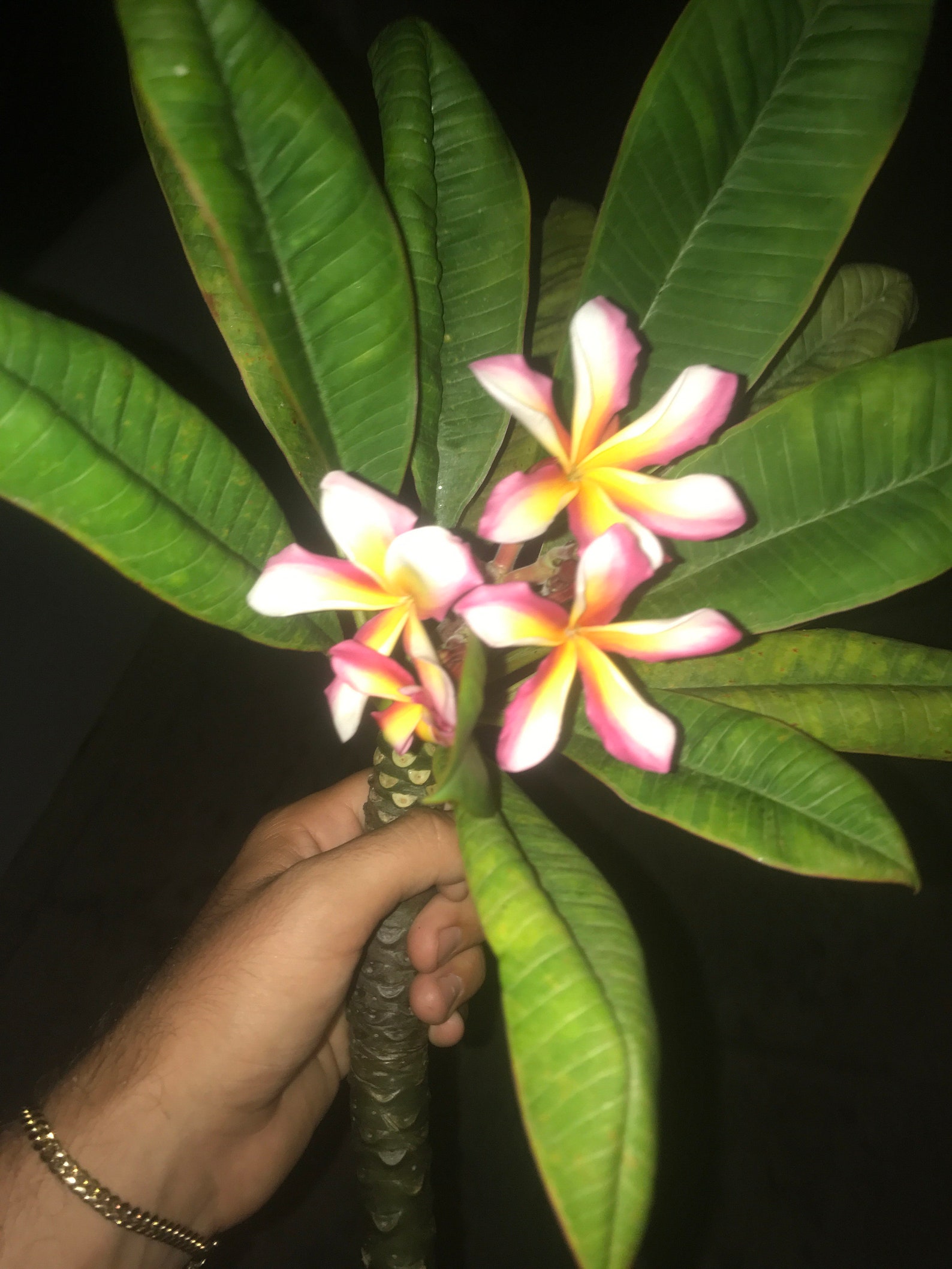 Plumeria plant RARE flower colors Etsy