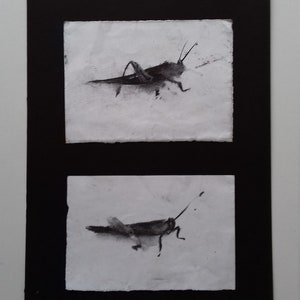 May include: Two black and white ink drawings of grasshoppers on white paper, framed in a black mount.