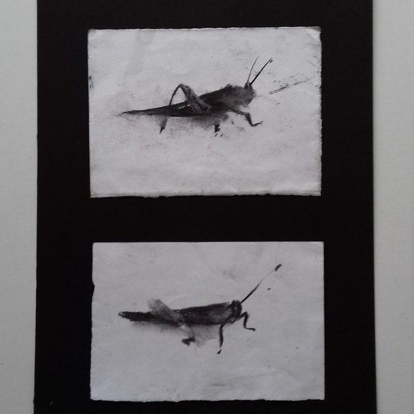 pair grasshopper charcoal drawings , made from life , andalucia spain , plein air sketch