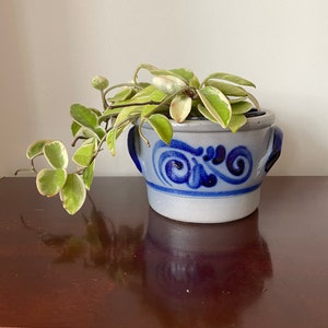 May include: A small, green and white plant in a blue and white ceramic pot with a decorative design. The pot has two handles on the sides.