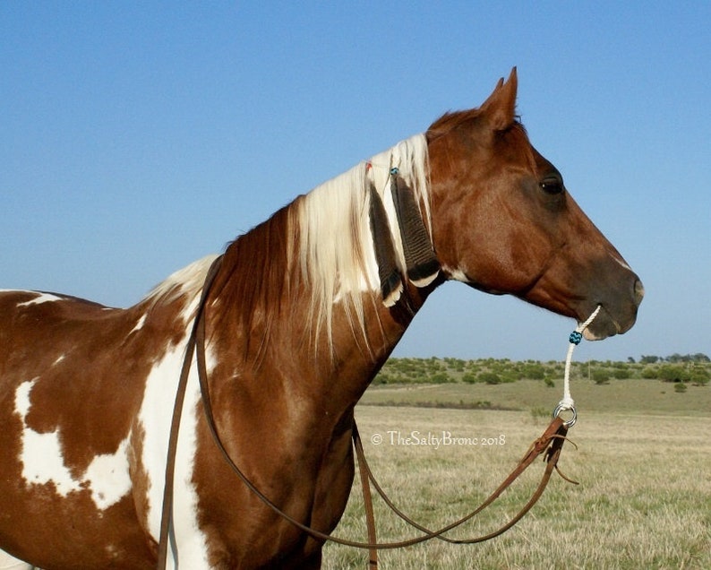 New Handmade Custom Lariat Rope War Bridle Indian Bridle Etsy