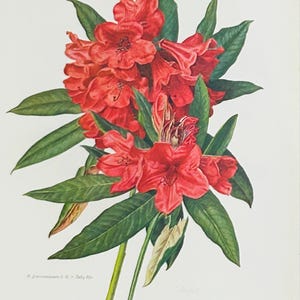 Rhododendron Vintage Print | C. Riefel 1958 Floral - Red