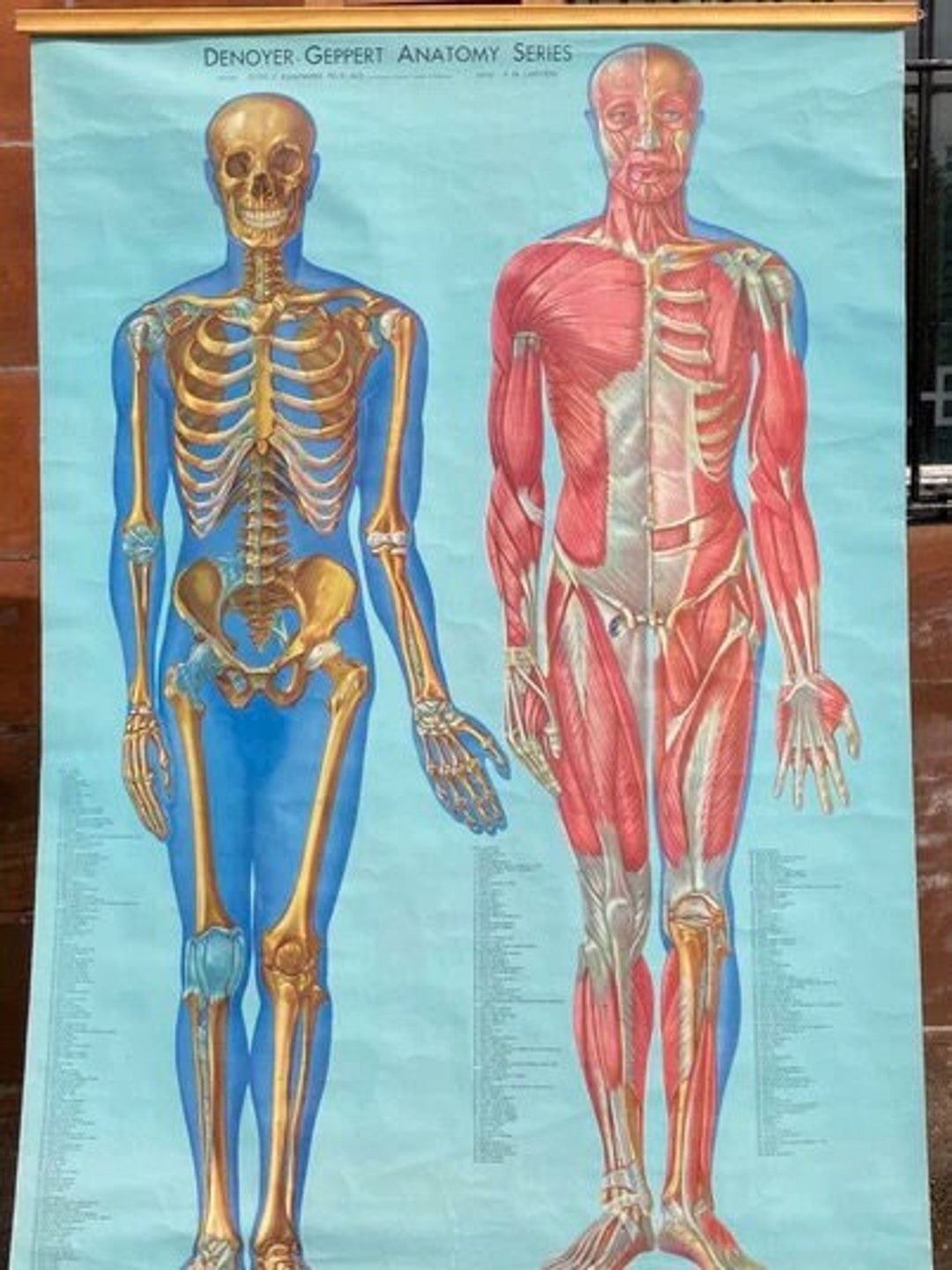 Anatomical Chart Skeleton and Musculature Composition Human Body ...