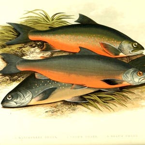 Antique British Freshwater Fish  ‘Windermere Charr’ 19th Century Print – Rev Houghton Vintage Fish Illustration Original Plate 19th Century