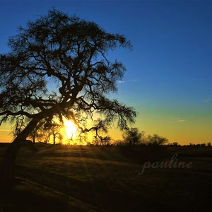 Ships Fast! 8x10 Sunset Oak Tree, Nature Photography, 8x10 Photo Print