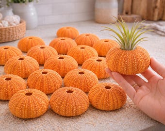 May include: A collection of orange sea urchin shells, each featuring a circular opening at the top. One shell is held up and contains a small green air plant with thin, pointed leaves. The shells have a textured, porous surface appearance.