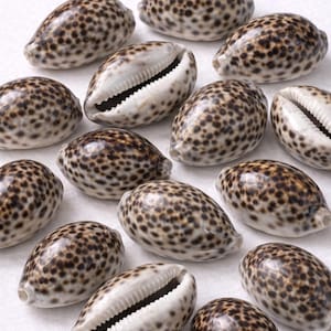 May include: A collection of cowrie shells with a speckled brown and cream pattern. Some shells are open, revealing a white interior with a ridged texture. The shells are arranged on a white surface.