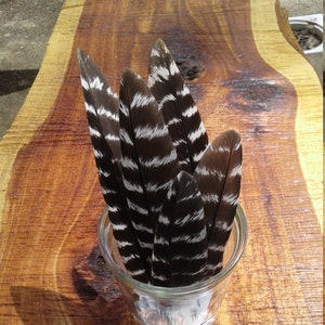 Wild Turkey Feathers/5 Turkey Wing Feathers/Real Feathers