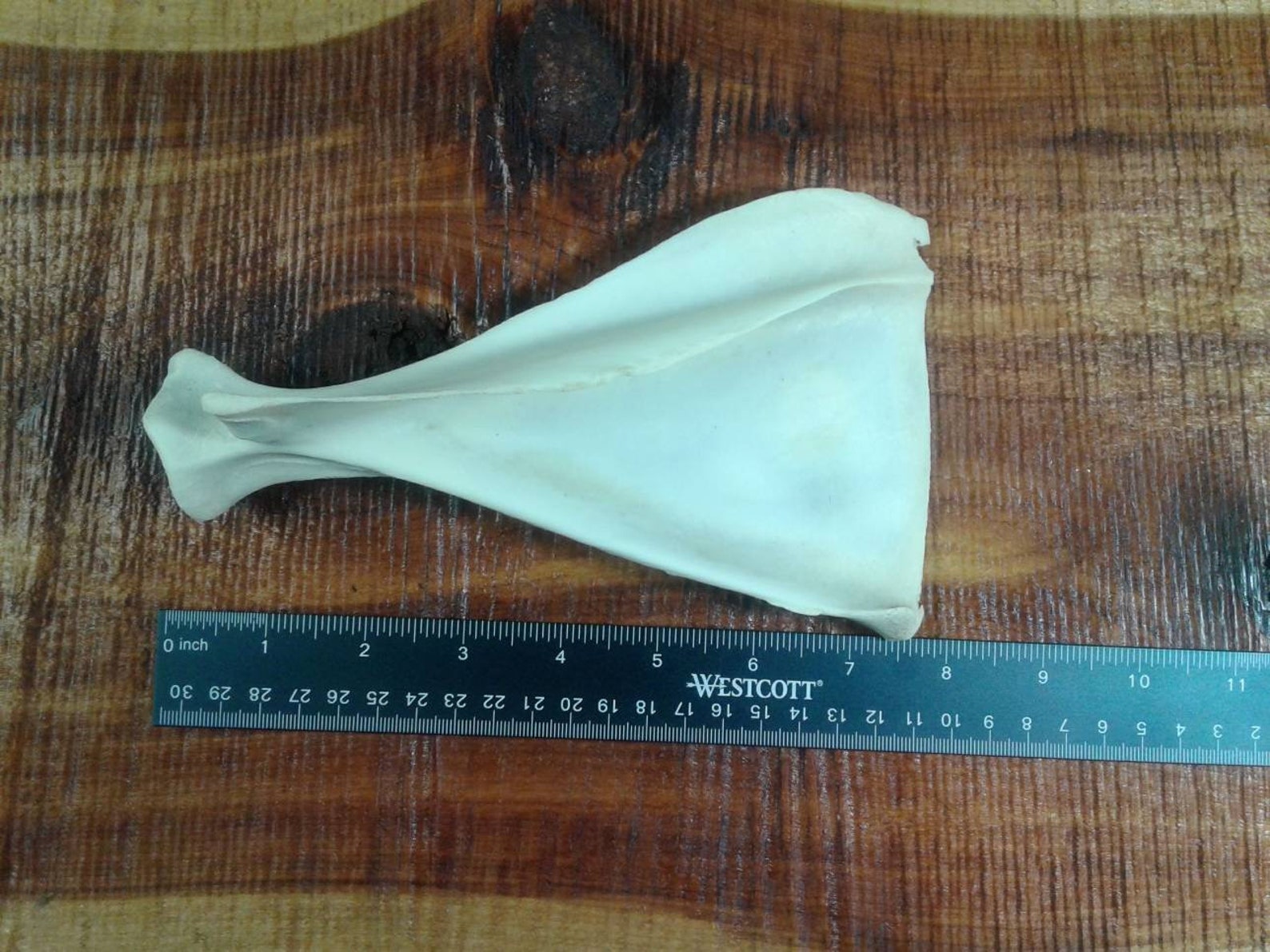 Deer Scapula Bone/1 Scapula/deer Bone/real Bone Etsy