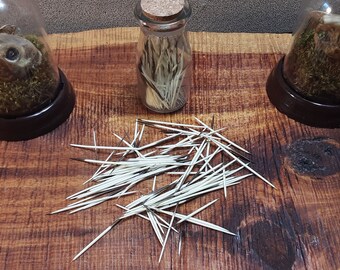 Porcupine Quills in a Vial/100 Pack/Curio Vial/Glass Vial/Mystery Box/North American Porcupine Quills