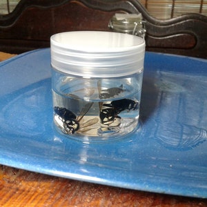 May include: A clear plastic jar with a white lid, containing several black and yellow insects submerged in a clear liquid. The jar sits on a blue, square-shaped plate. The insects appear to be wasps or bees.