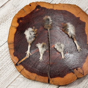 May include: Five small, white and brown, taxidermied mice on a wooden round slice. The mice are arranged in a circle with their tails pointing towards the center.