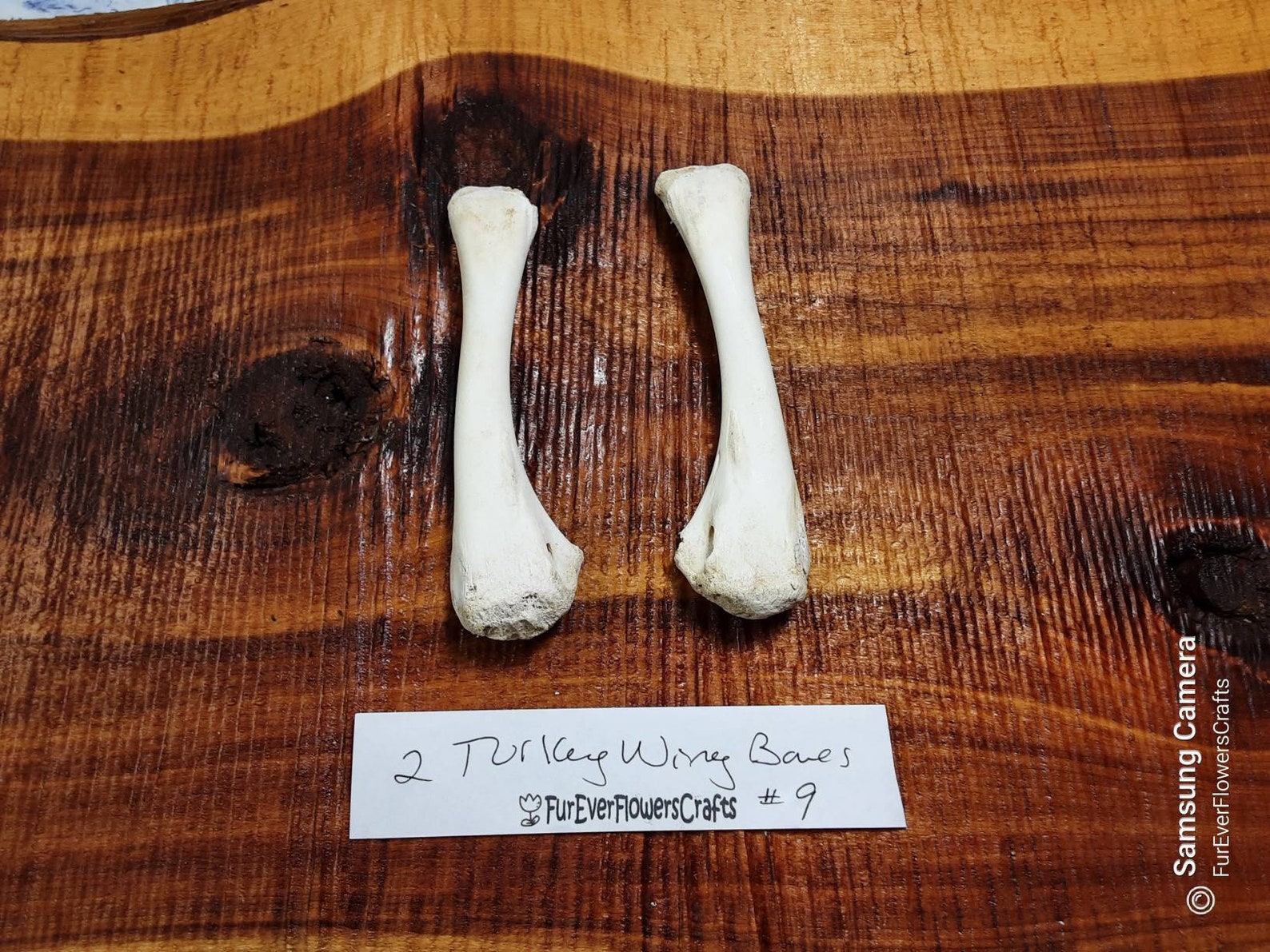 Real Turkey Bones/2 Bones/Wing Bones/Real Bird Bones/ Etsy