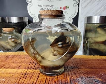 May include: A clear, heart-shaped glass jar containing a preserved chipmunk, with a cork stopper. The jar is filled with a clear liquid. Other jars with preserved animals are visible in the background. The jar sits on a wooden surface.