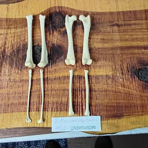 Raccoon Bones/8 Pack/Leg Bones/Animal Bones/Real/Taxidermy