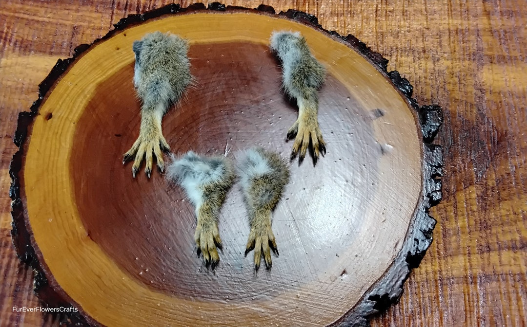 Squirrel Foot Racks Squirrel Feet/4 Northern Red Squirrel Feet/real - Etsy