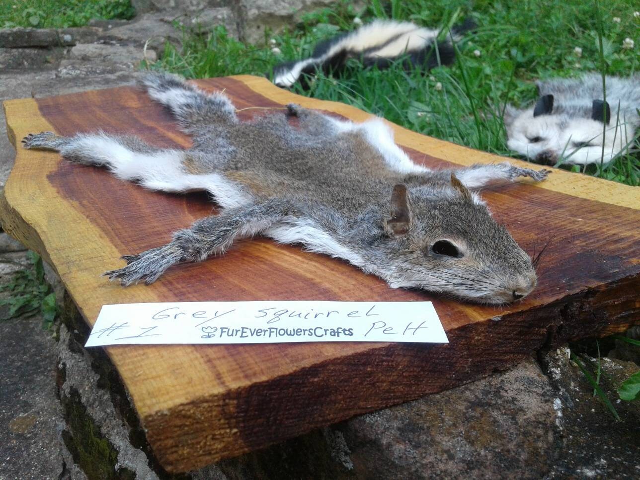 Gray Squirrel Pelt/Tanned Squirrel Pelt/Fly Etsy