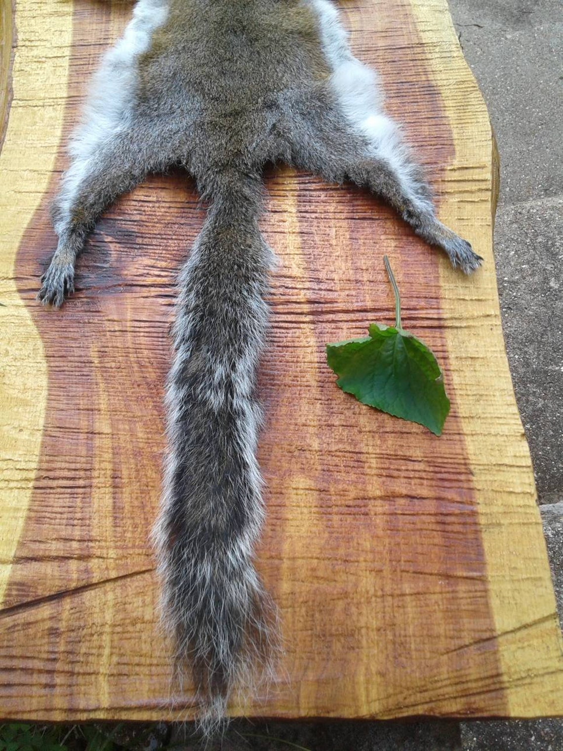 Gray Squirrel Pelt/Tanned Squirrel Pelt/Fly Etsy