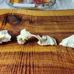 Raccoon Skulls/Damaged Skulls/Animal Skull/Real Bone