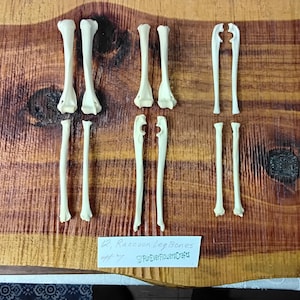 Raccoon Bones/12 Leg Bones/Animal Bones/Real Bone/Taxidermy/Skeleton Bones/Craft Bones/Jewelry supply bones