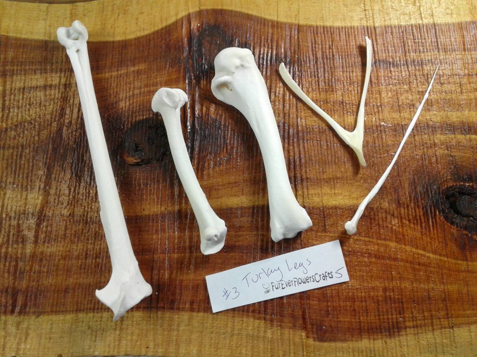 Real Turkey Bones/5 Bones/WingLegWish Bones/Real Bird Bones Etsy