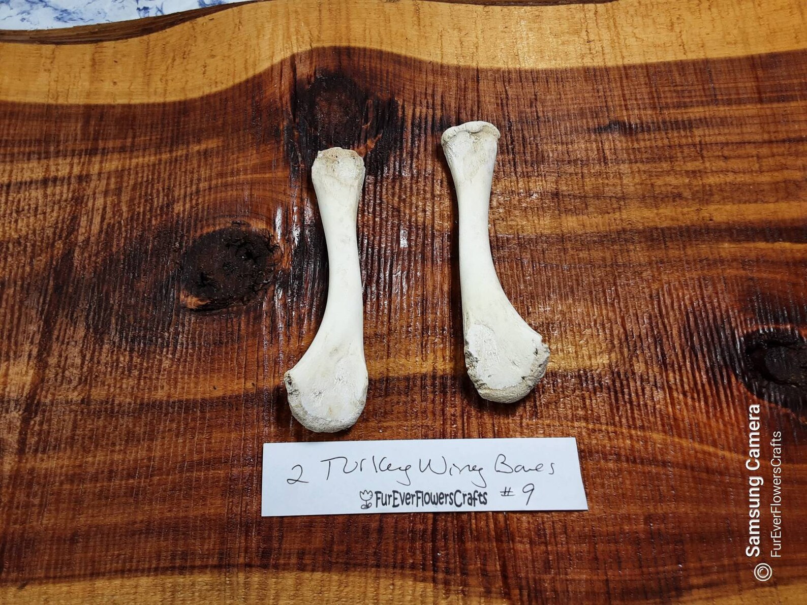 Real Turkey Bones/2 Bones/Wing Bones/Real Bird Bones/ Etsy